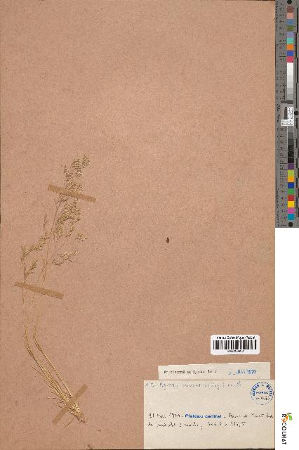 spécimen de Agrostis salmantica