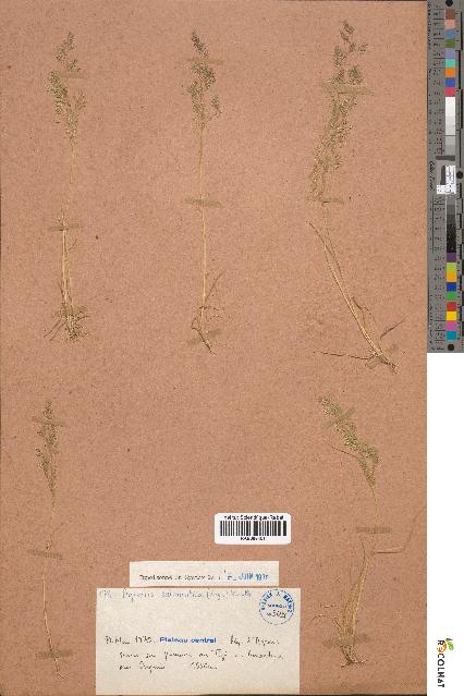spécimen de Agrostis salmantica