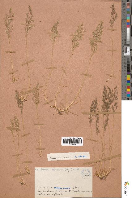 spécimen de Agrostis salmantica