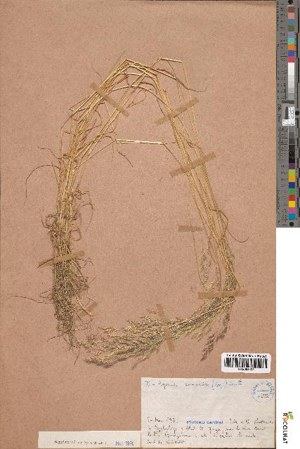 spécimen de Agrostis salmantica