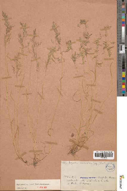 spécimen de Agrostis salmantica