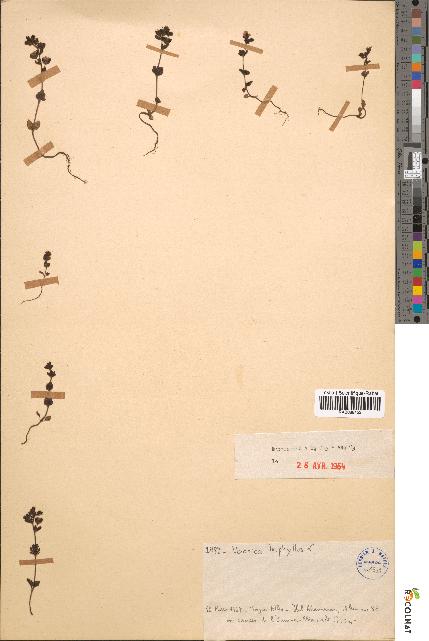 spécimen de Veronica triphyllos