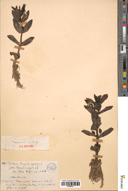 spécimen de Veronica anagallis-aquatica