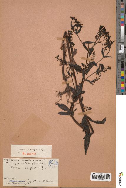 spécimen de Veronica anagallis-aquatica