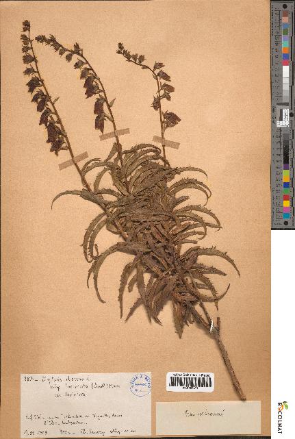 spécimen de Digitalis obscura