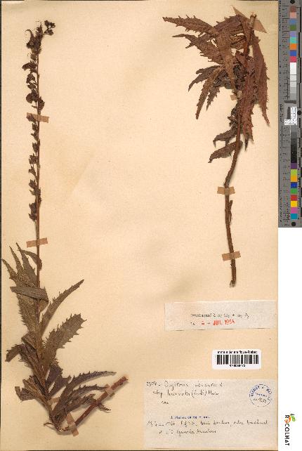 spécimen de Digitalis obscura