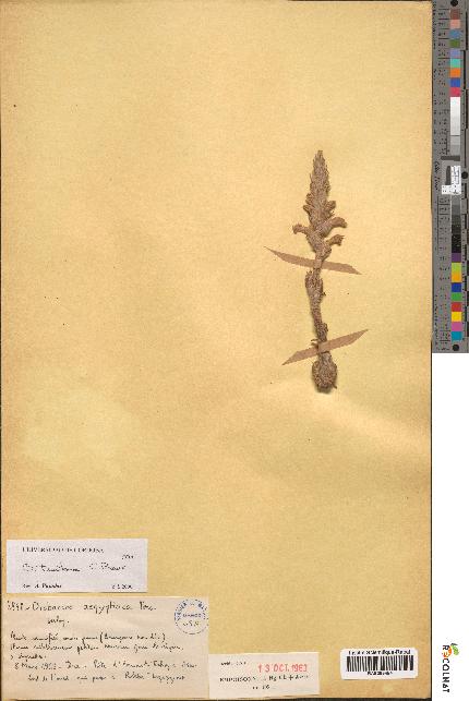 spécimen de Orobanche aegyptiaca