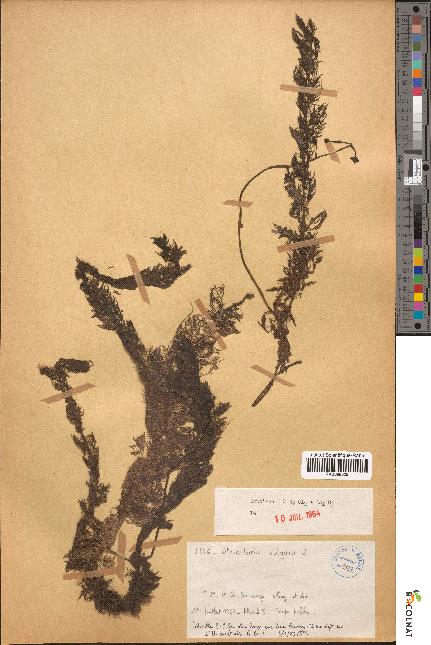 spécimen de Utricularia vulgaris