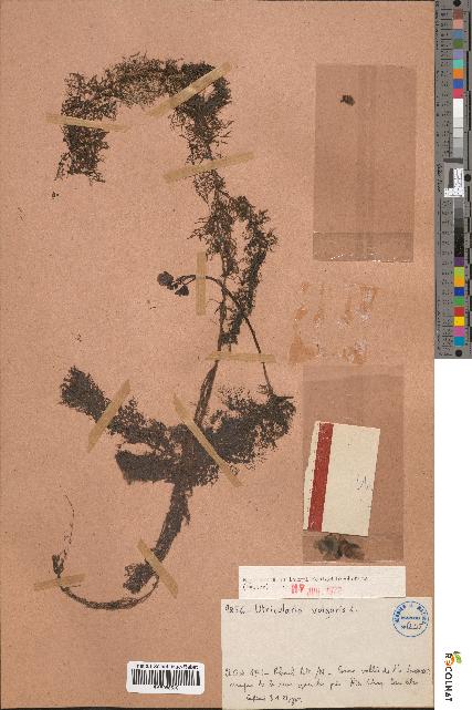 spécimen de Utricularia vulgaris