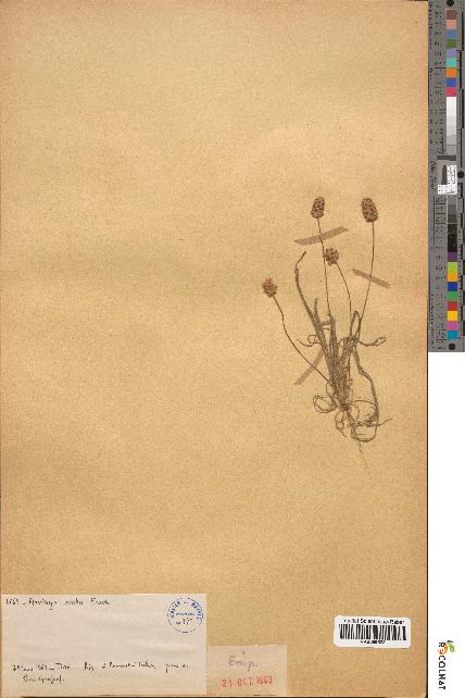 spécimen de Plantago ovata