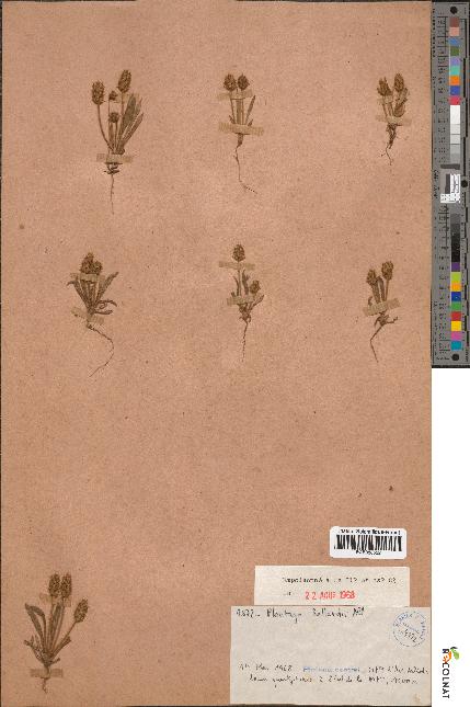 spécimen de Plantago bellardii