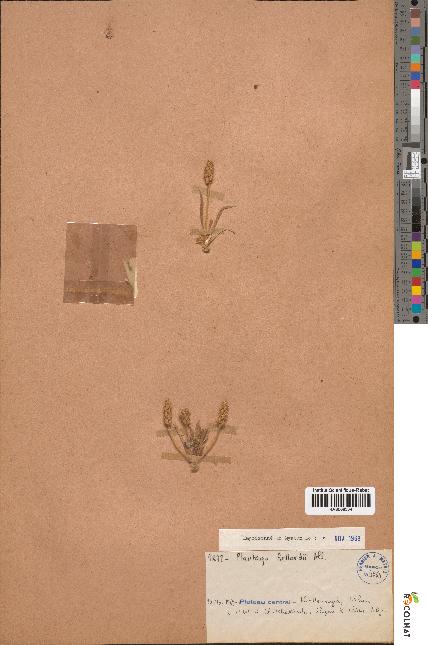 spécimen de Plantago bellardii