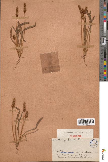 spécimen de Plantago bellardii