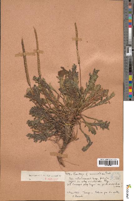spécimen de Plantago macrorhiza