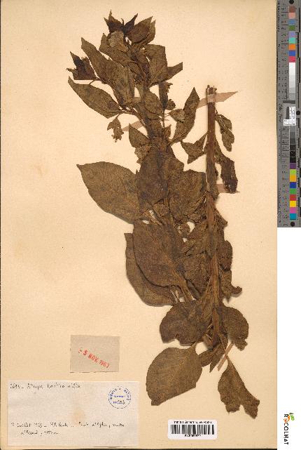 spécimen de Atropa baetica