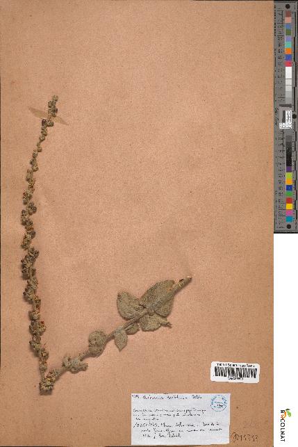 spécimen de Verbascum dentifolium