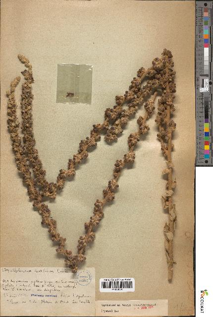 spécimen de Verbascum dentifolium