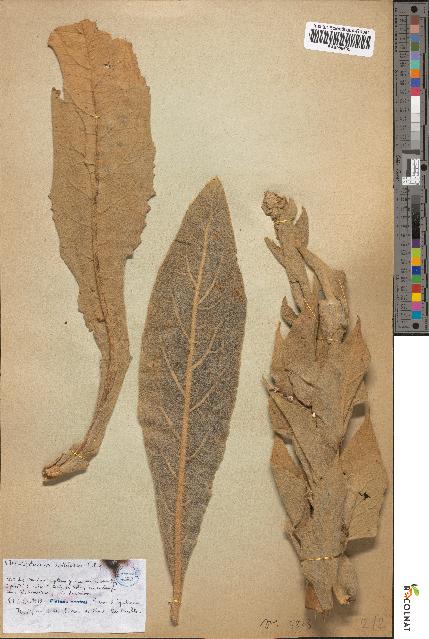 spécimen de Verbascum dentifolium