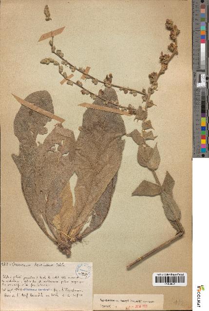 spécimen de Verbascum dentifolium