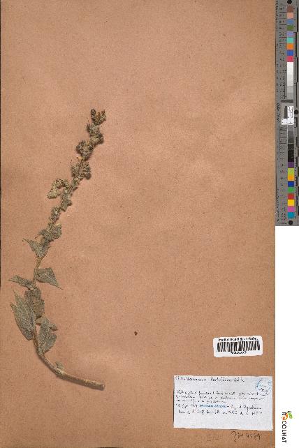 spécimen de Verbascum dentifolium