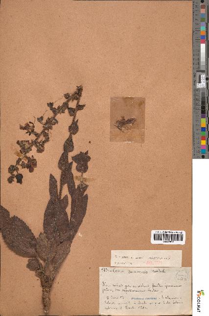spécimen de Celsia zaianensis