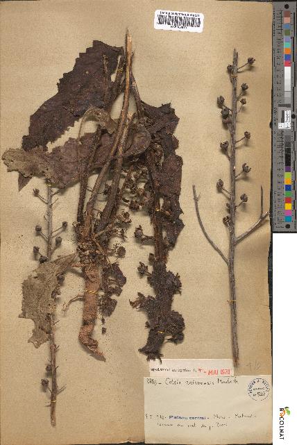 spécimen de Celsia zaianensis