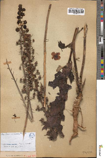 spécimen de Celsia zaianensis