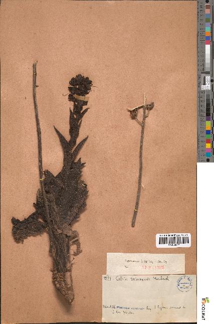 spécimen de Celsia zaianensis