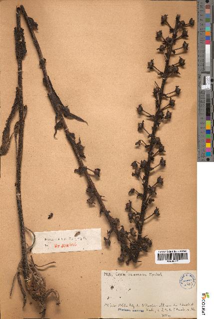 spécimen de Celsia zaianensis