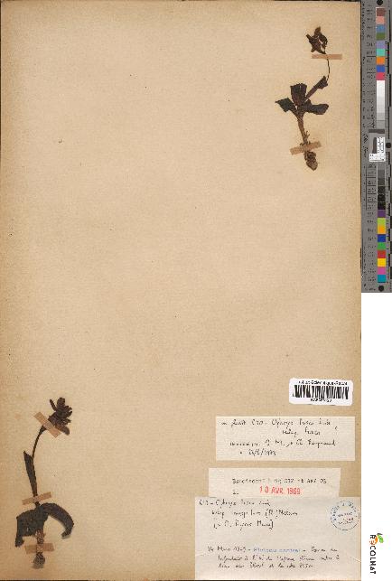 spécimen de Ophrys fusca