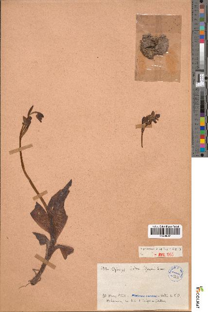 spécimen de Ophrys lutea