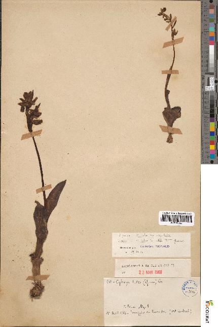 spécimen de Ophrys lutea