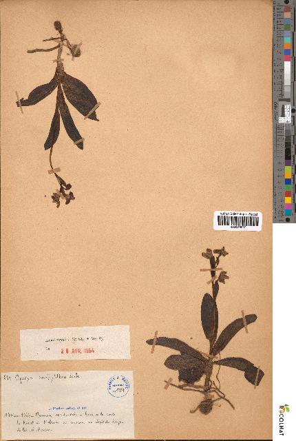 spécimen de Ophrys bombylifera