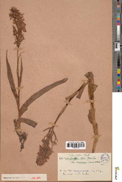 spécimen de Dactylorhiza elata