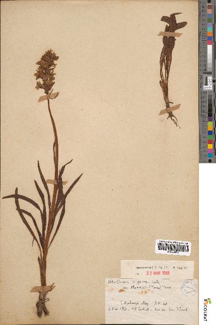 spécimen de Orchis sulphurea