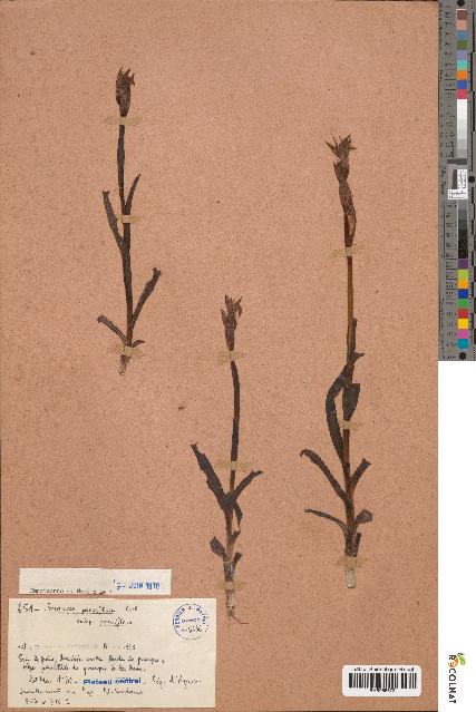 spécimen de Serapias parviflora