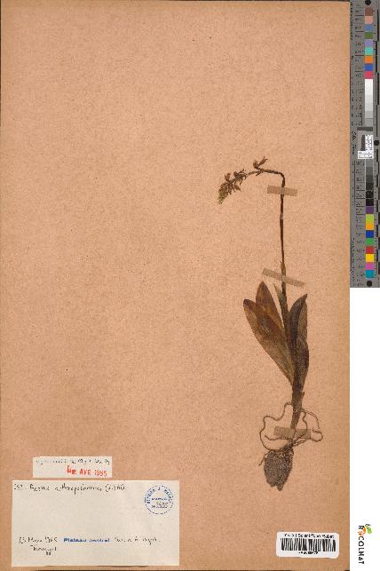 spécimen de Aceras anthropophorum