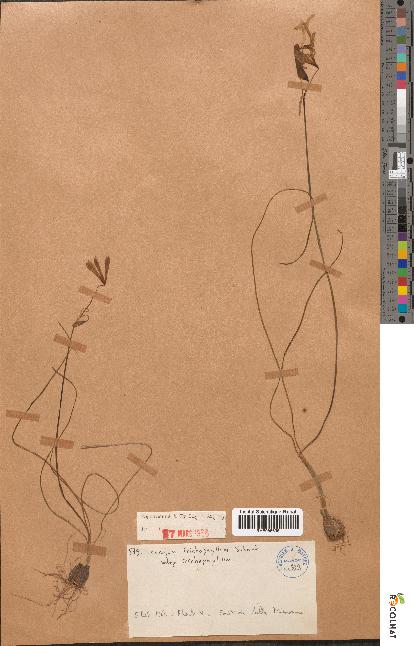 spécimen de Leucojum trichophyllum