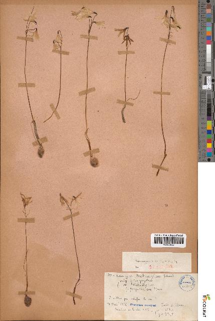 spécimen de Leucojum trichophyllum