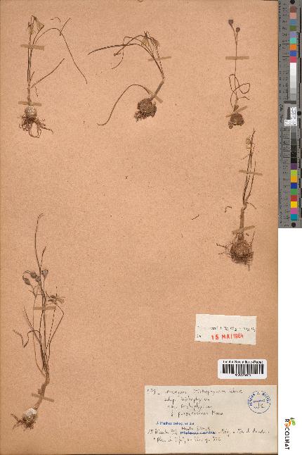 spécimen de Leucojum trichophyllum
