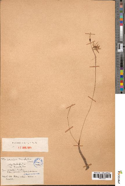 spécimen de Leucojum trichophyllum