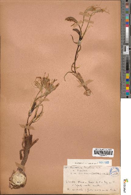 spécimen de Pancratium trianthum