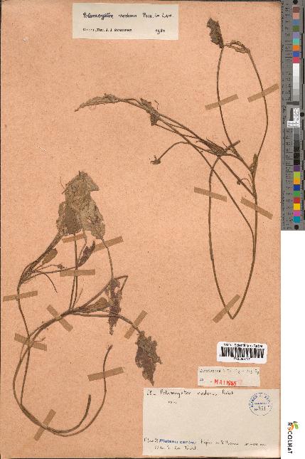 spécimen de Potamogeton nodosus