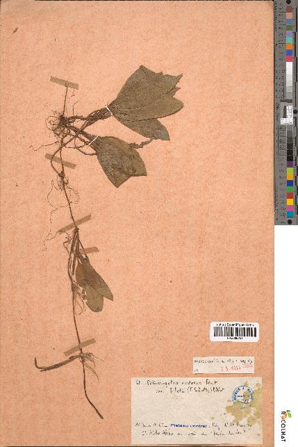 spécimen de Potamogeton nodosus
