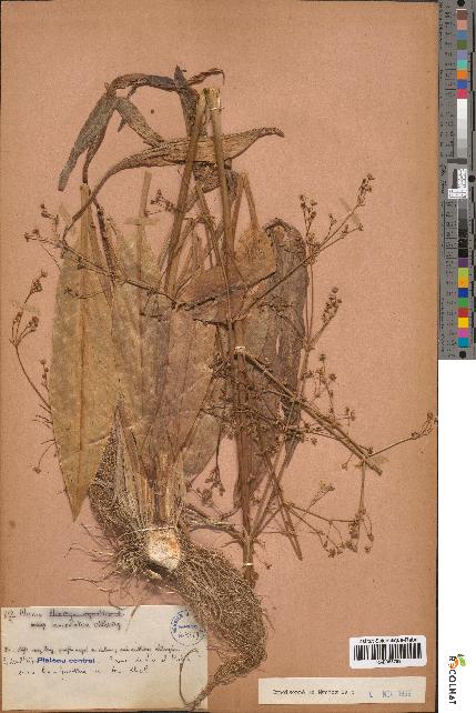 spécimen de Alisma lanceolatum