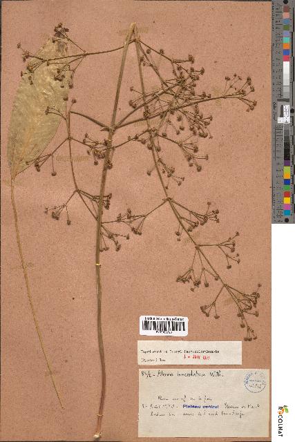 spécimen de Alisma lanceolatum