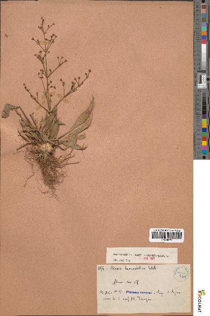 spécimen de Alisma lanceolatum