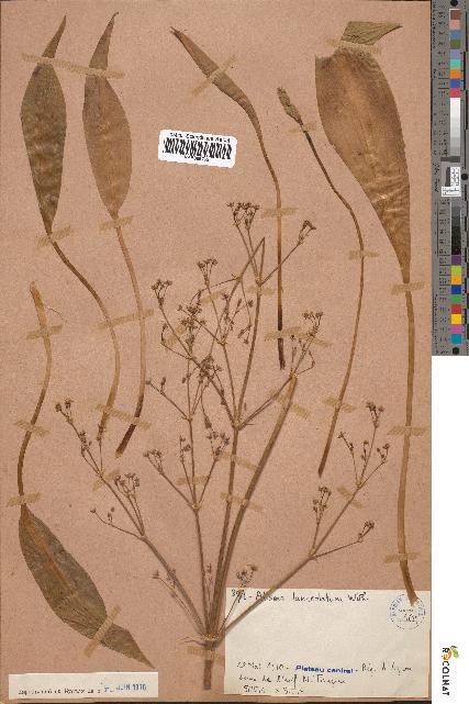 spécimen de Alisma lanceolatum