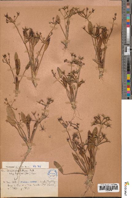 spécimen de Damasonium alisma
