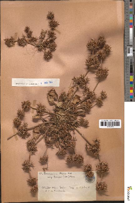 spécimen de Damasonium alisma
